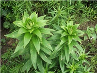 1f140dbd-Picture 016.jpg